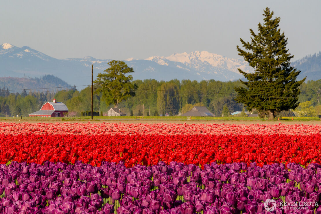 Skagit Valley Tulip Festival 2018