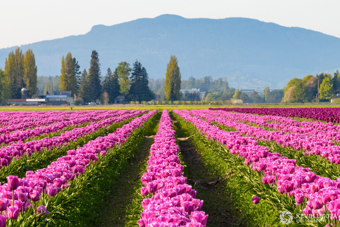 Skagit Valley Tulip Festival 2018