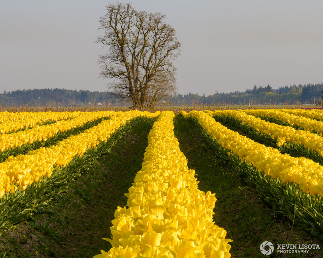 Skagit Valley Tulip Festival 2018