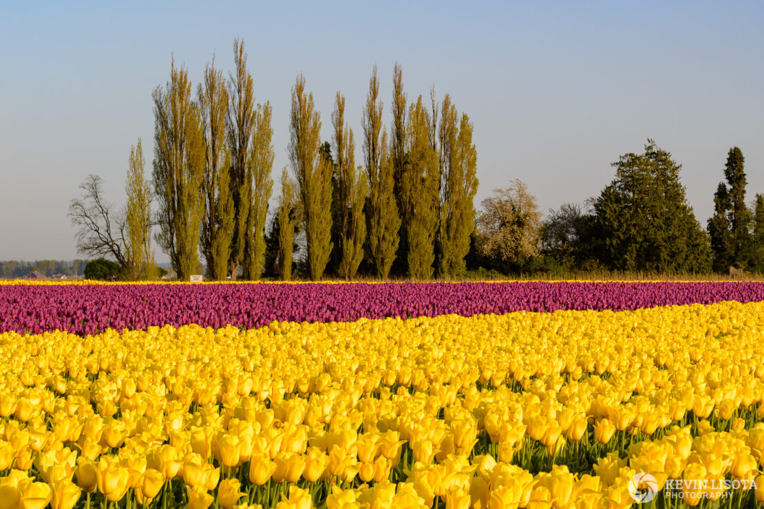 Skagit Valley Tulip Festival 2018