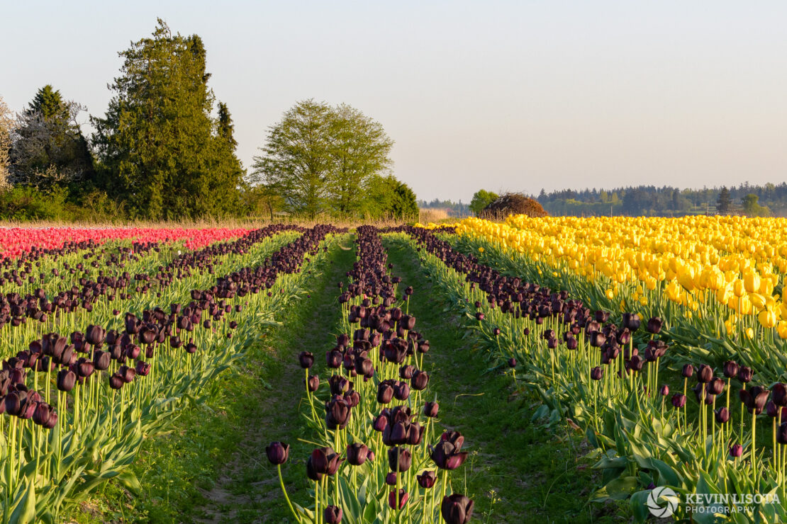 Skagit Valley Tulip Festival 2018