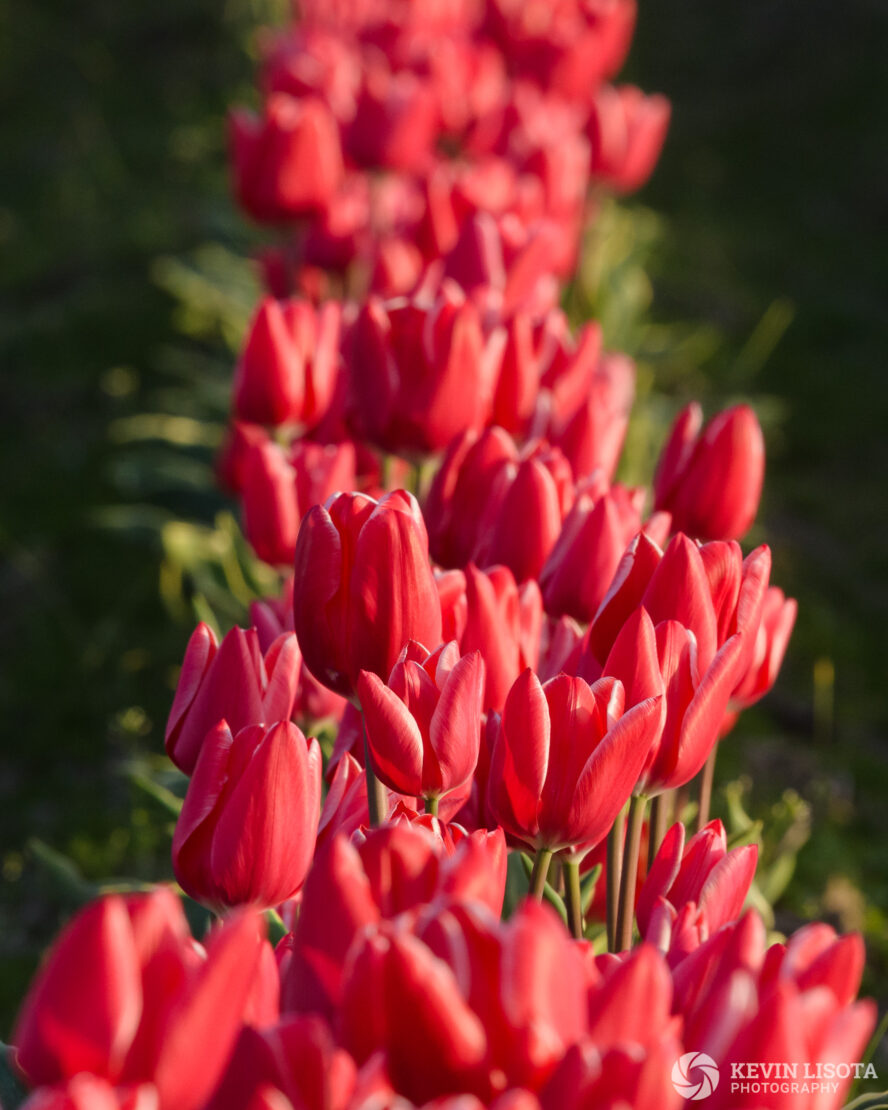 Skagit Valley Tulip Festival 2018