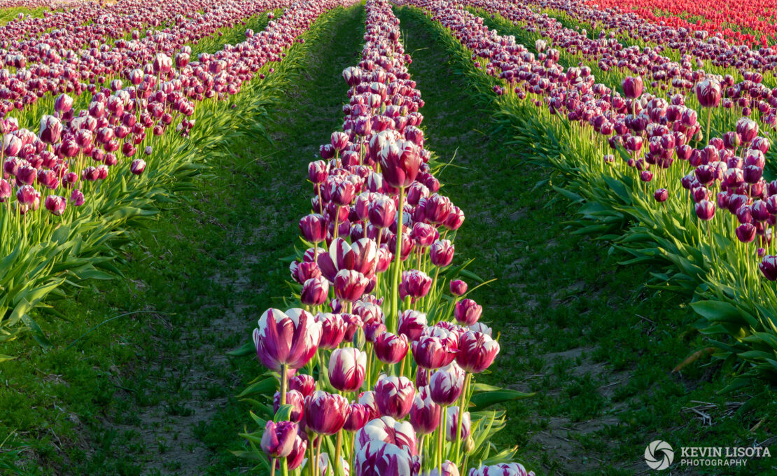 Skagit Valley Tulip Festival 2018