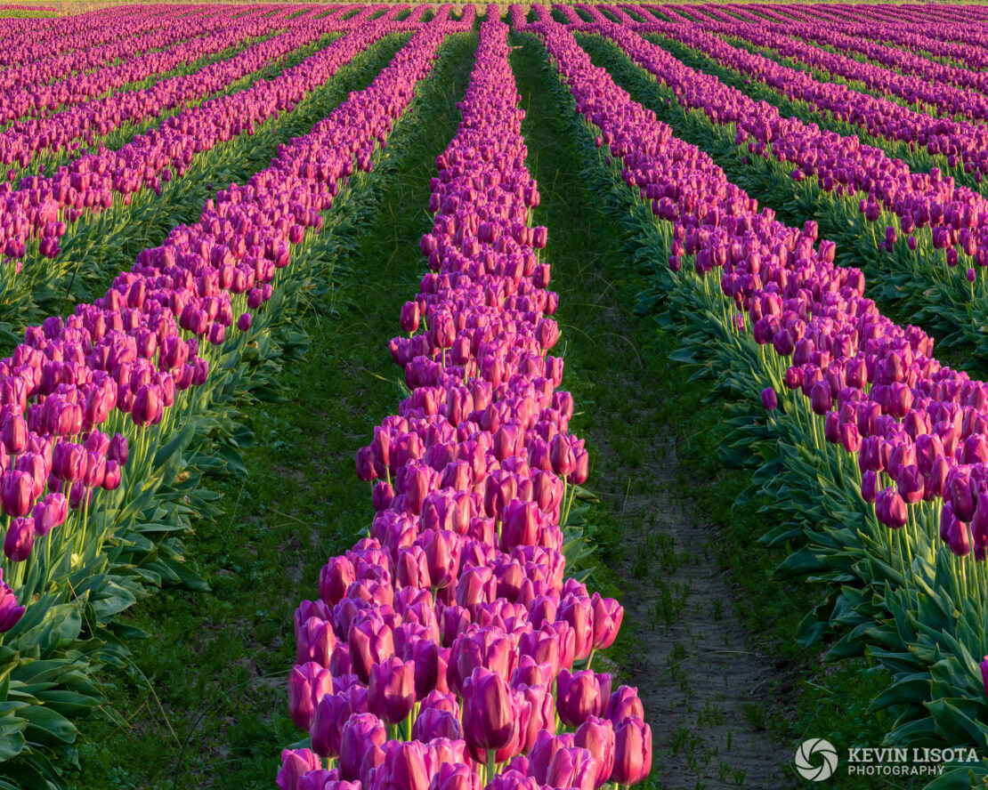 Skagit Valley Tulip Festival 2018