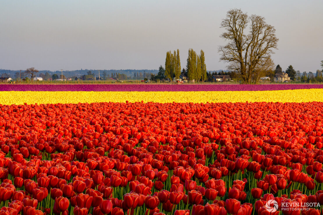 Skagit Valley Tulip Festival 2018