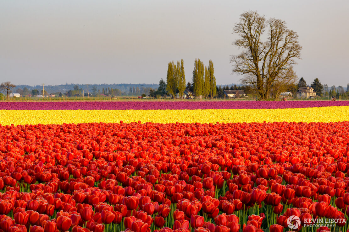 Skagit Valley Tulip Festival 2018