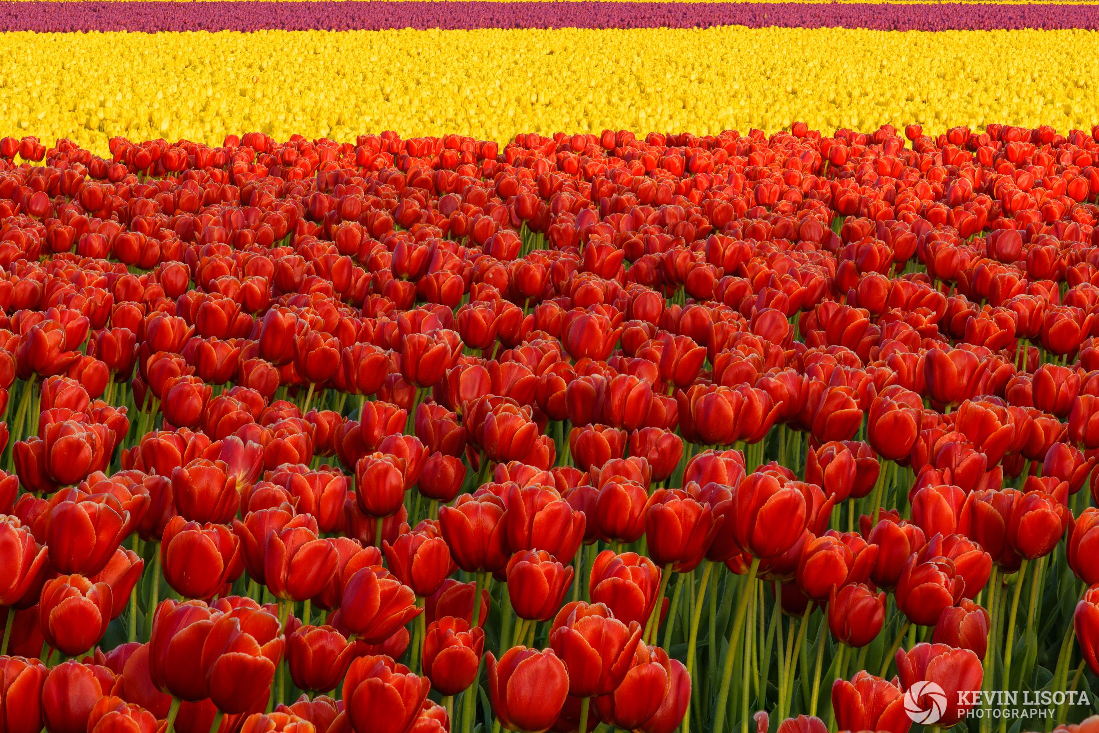 Skagit Valley Tulip Festival 2018