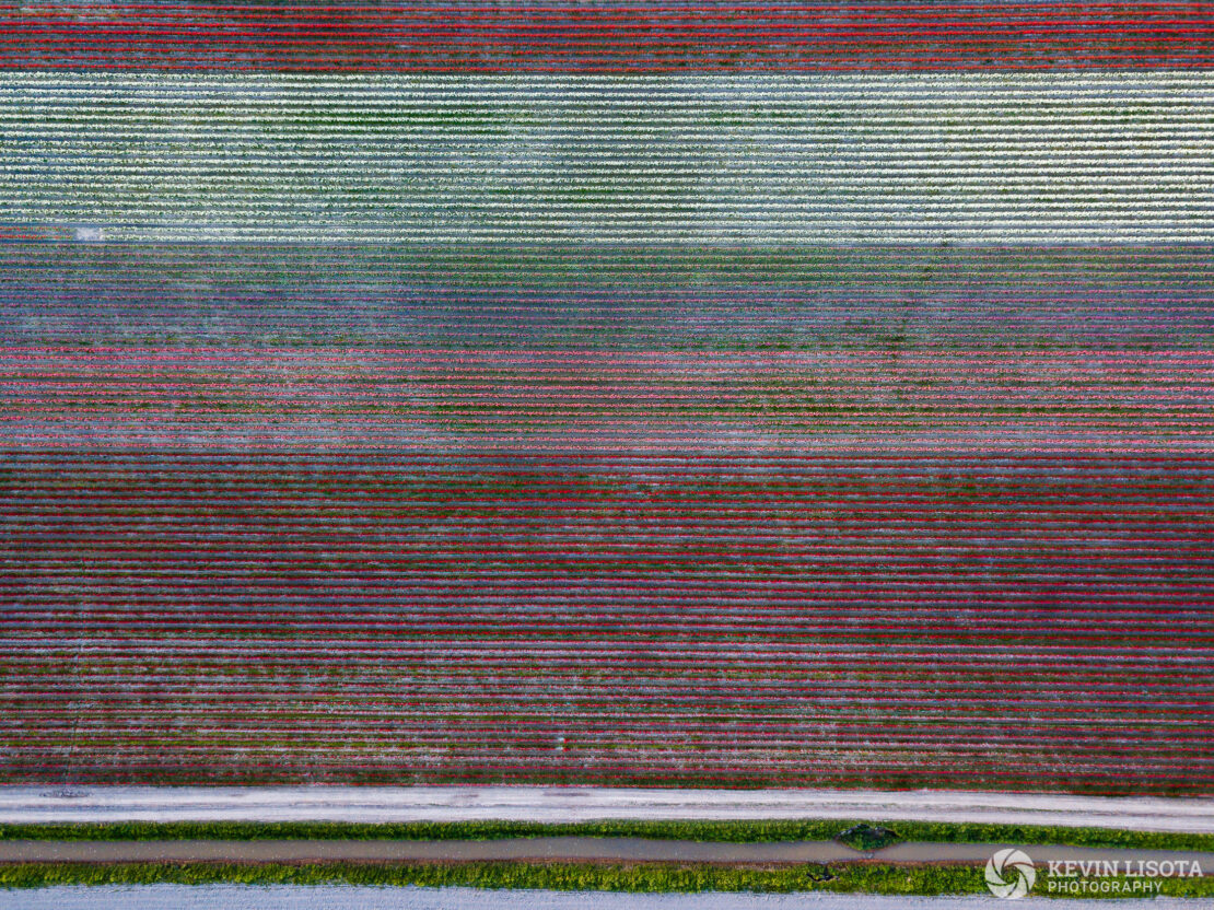 Skagit Valley Tulip Festival 2018