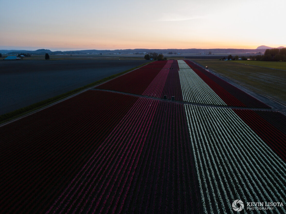 Skagit Valley Tulip Festival 2018