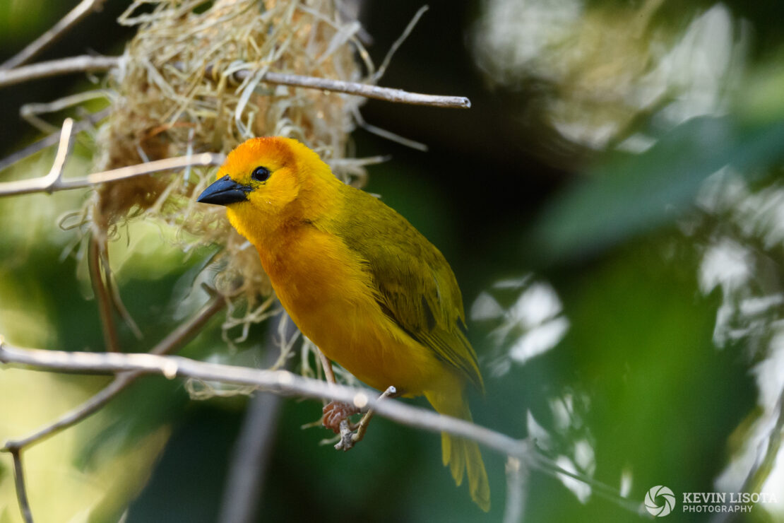 Weavers - Woodland Park Zoo