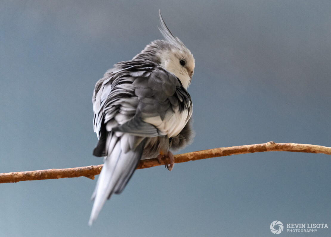 Cockatiel - Woodland Park Zoo