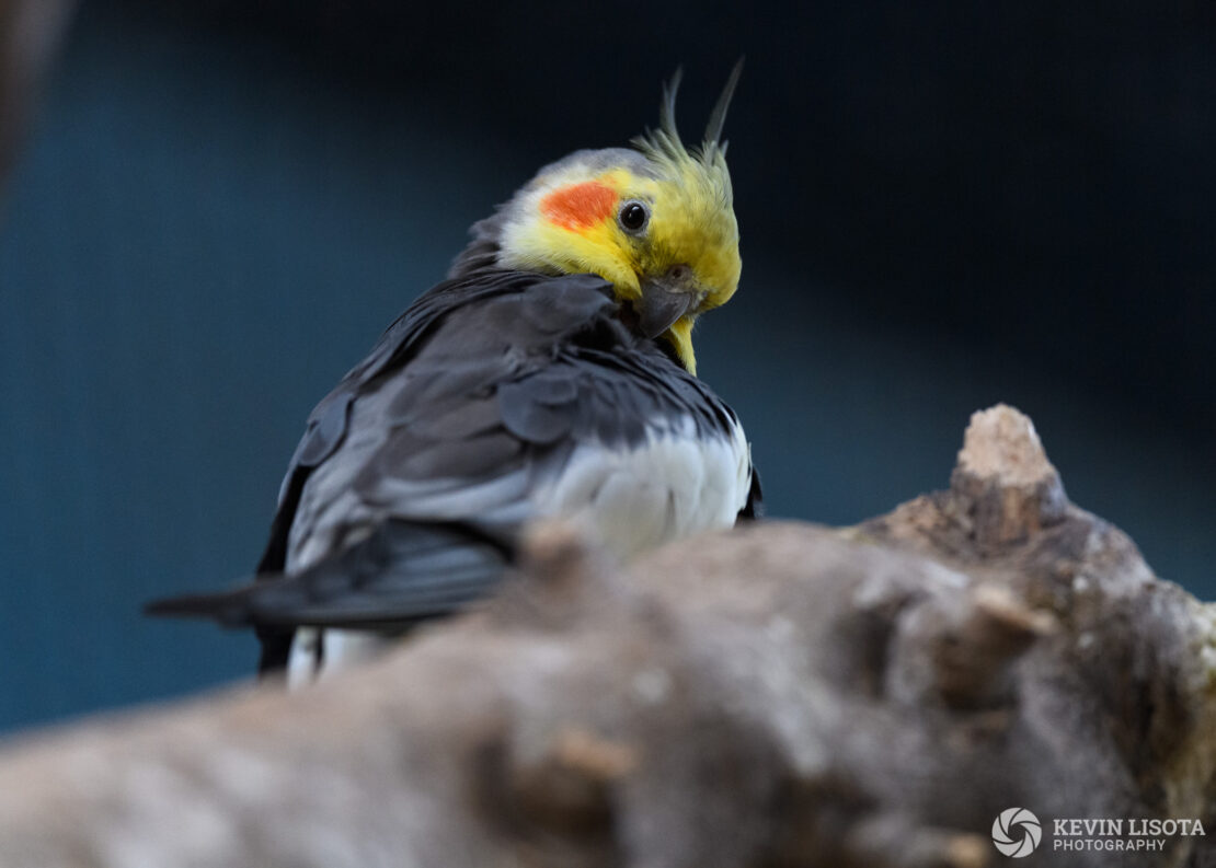 Cockatiel - Woodland Park Zoo