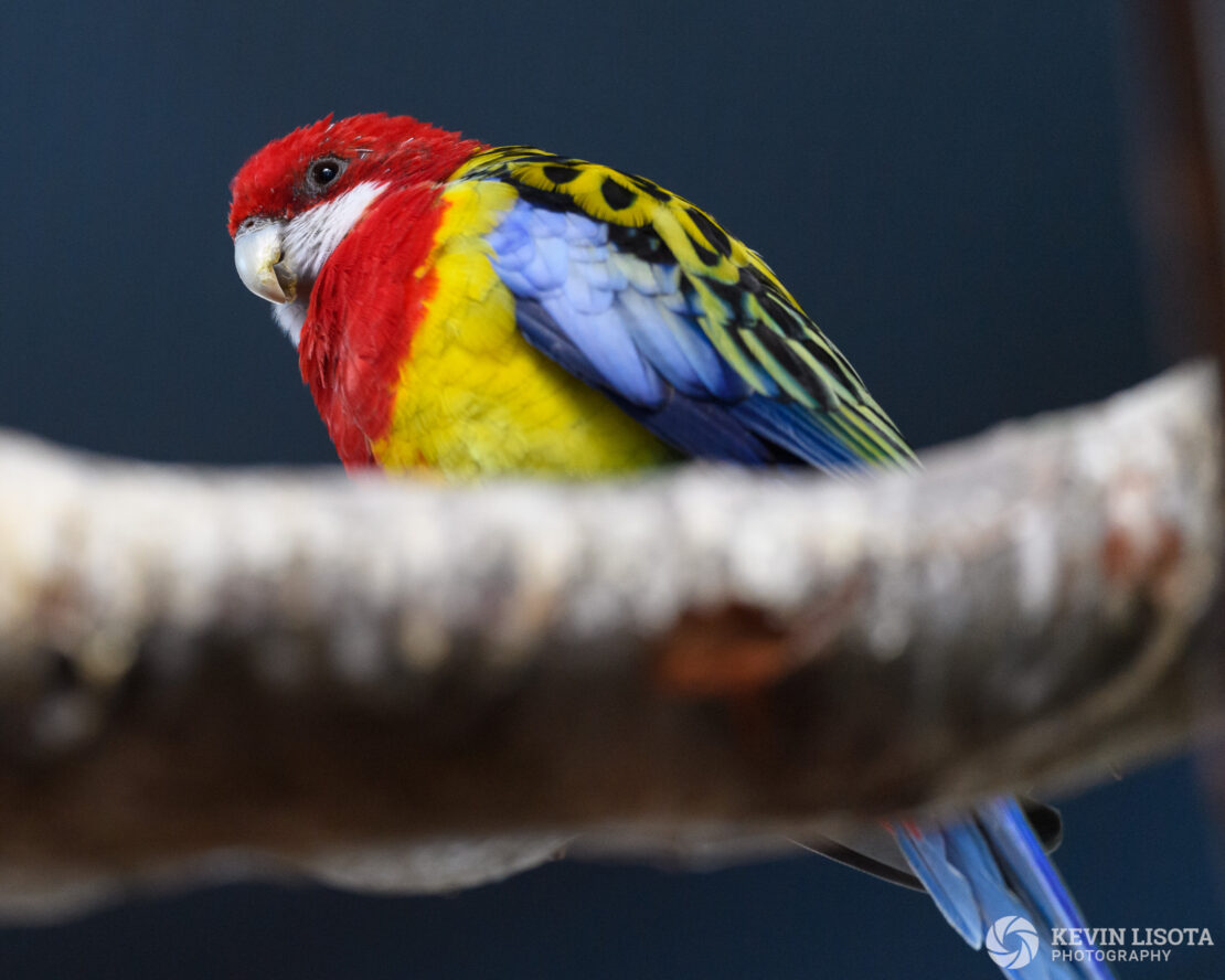 Eastern rosella - Woodland Park Zoo