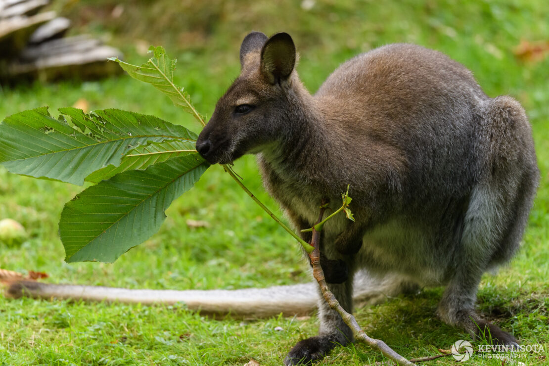 Wallaroo - Woodland Park Zoo