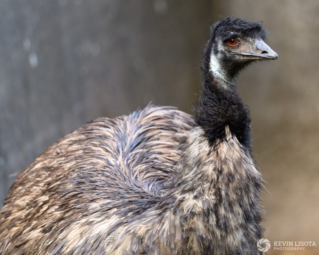 Emu - Woodland Park Zoo