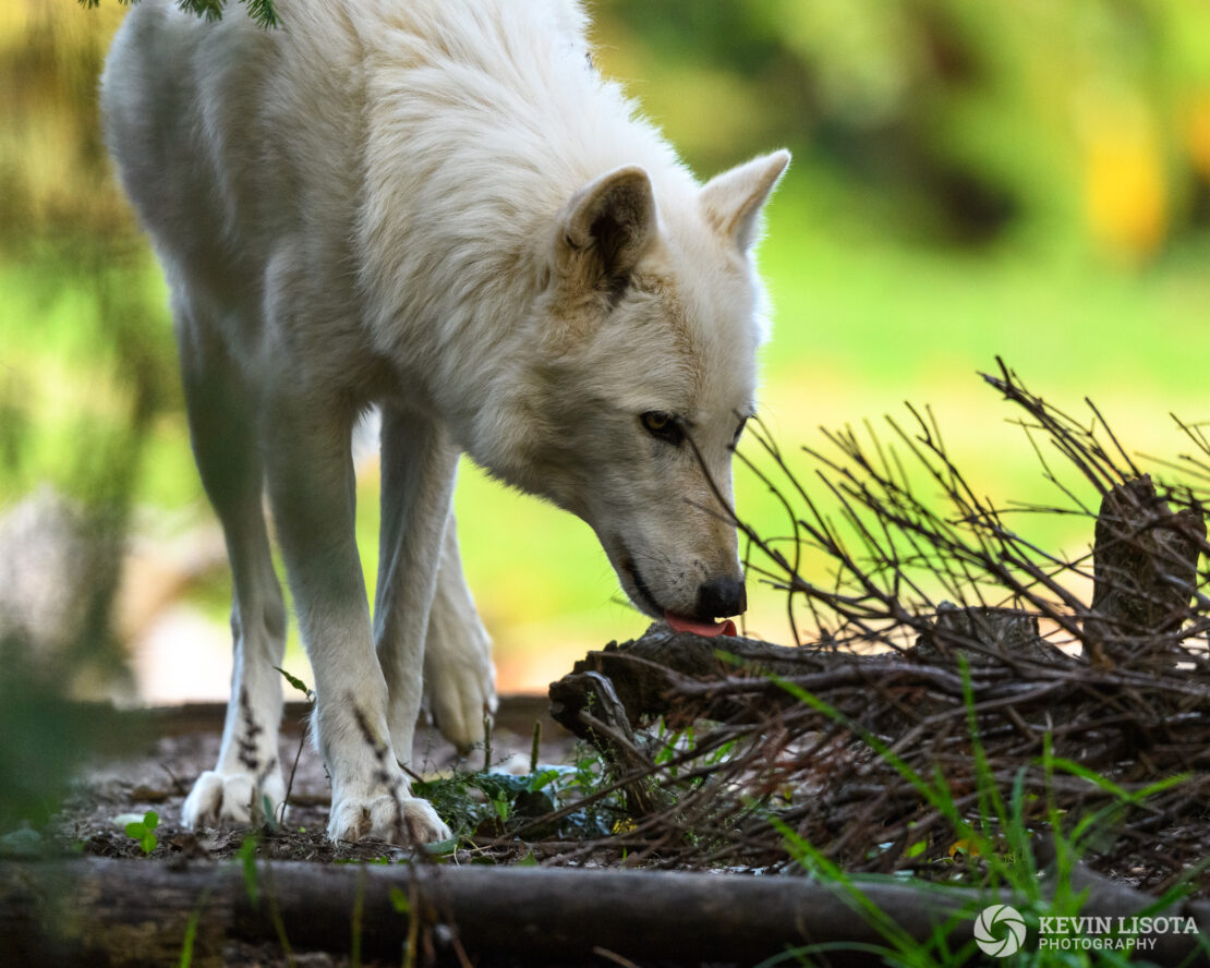 Gray Wolf - Woodland Park Zoo