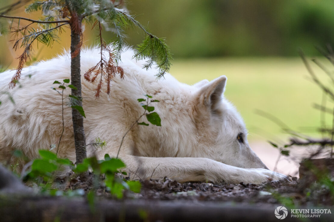 Gray Wolf - Woodland Park Zoo