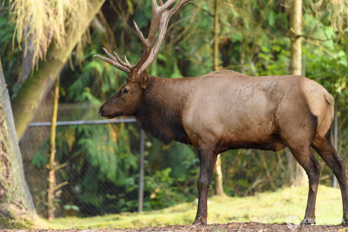 Elk - Woodland Park Zoo