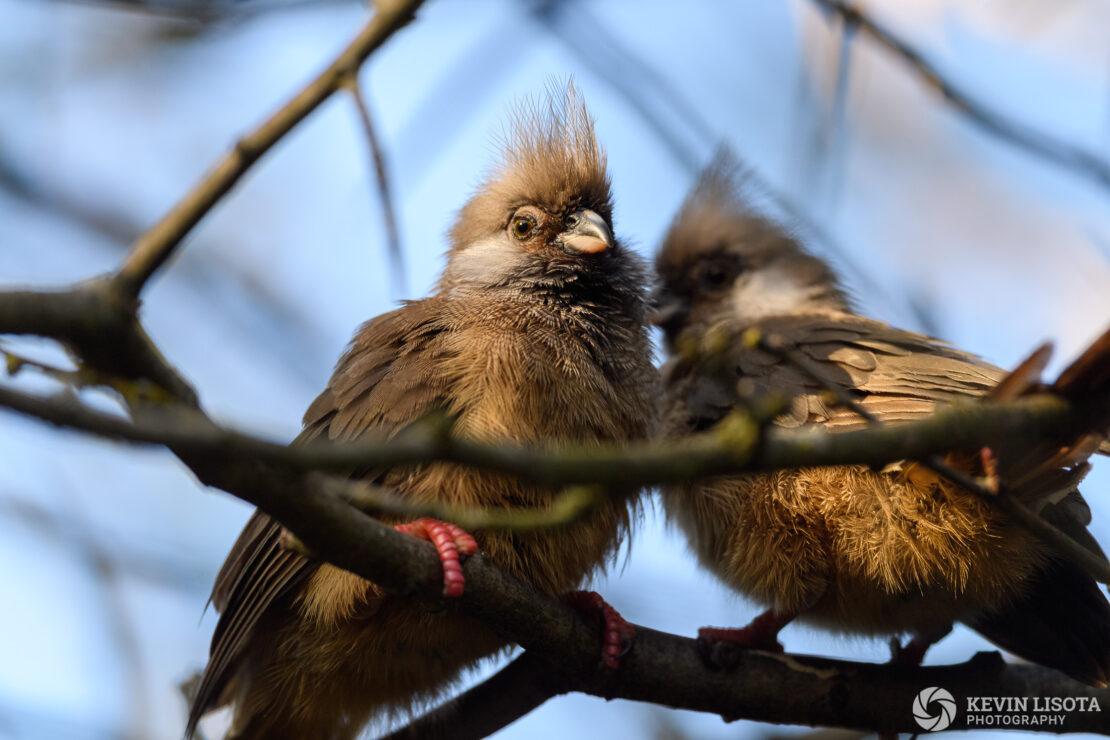 Speckled Mousebird - Woodland Park Zoo