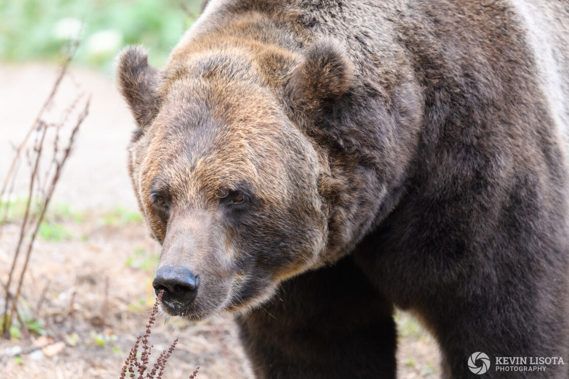 Brown Bear - Woodland Park Zoo