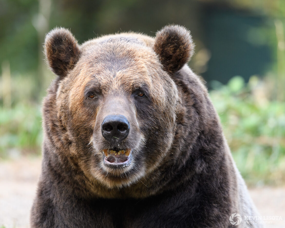 Brown Bear - Woodland Park Zoo