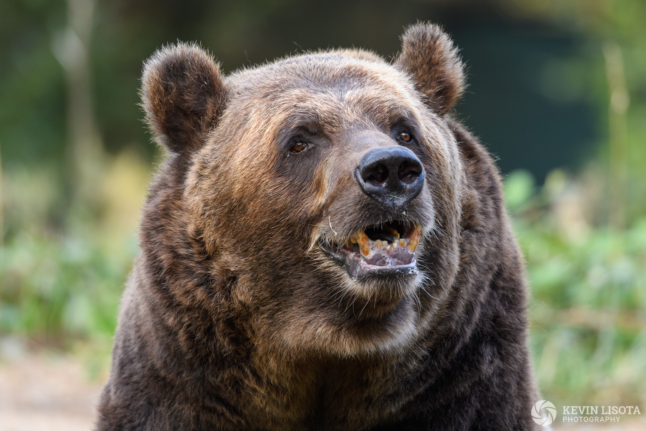 Brown Bear - Woodland Park Zoo