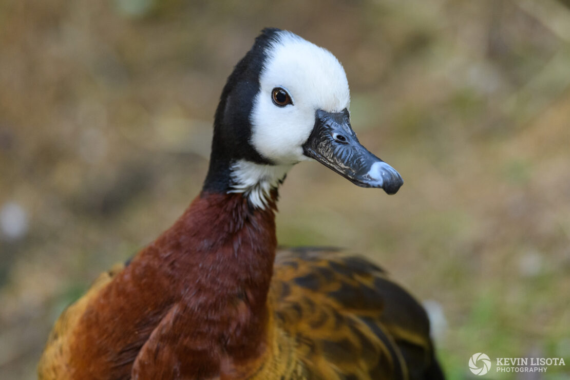 White-faced whistling duck - Woodland Park Zoo