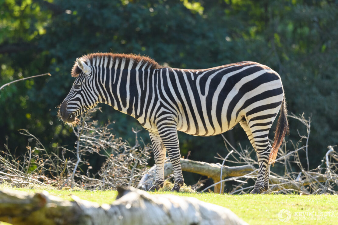 Zebra - Woodland Park Zoo