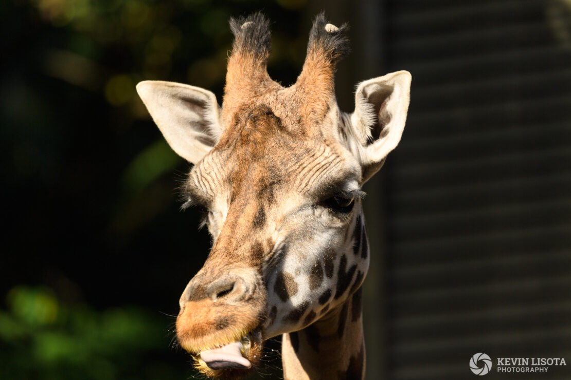 Giraffe - Woodland Park Zoo