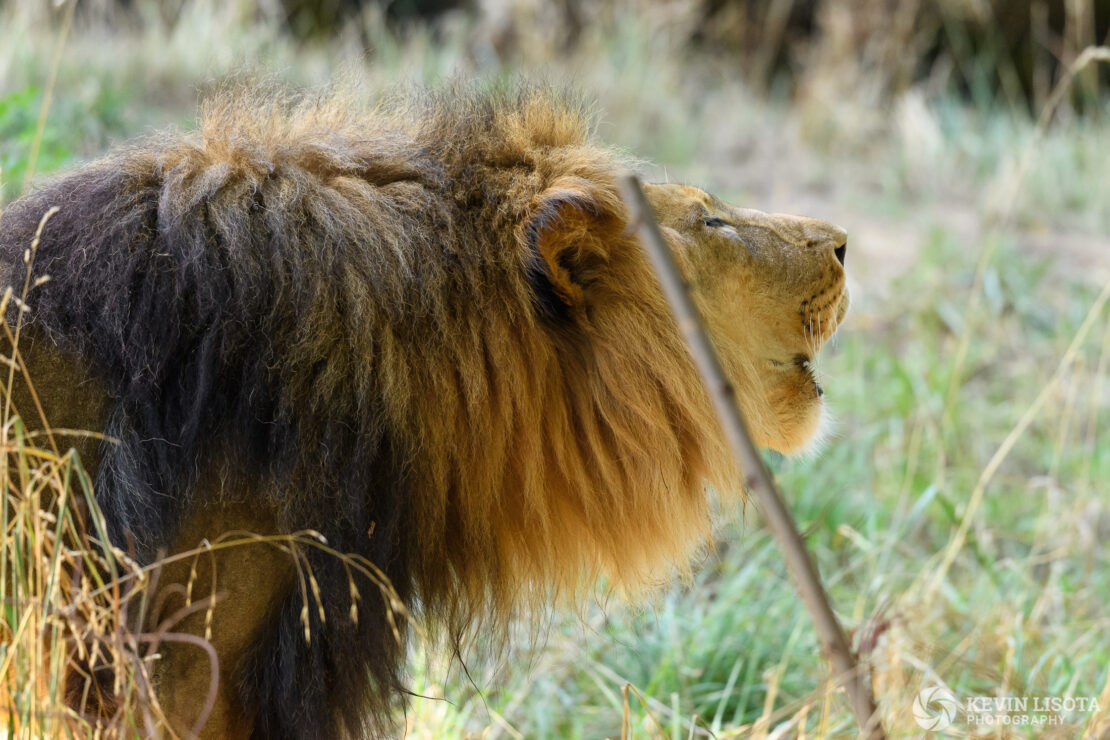 African Lion - Woodland Park Zoo