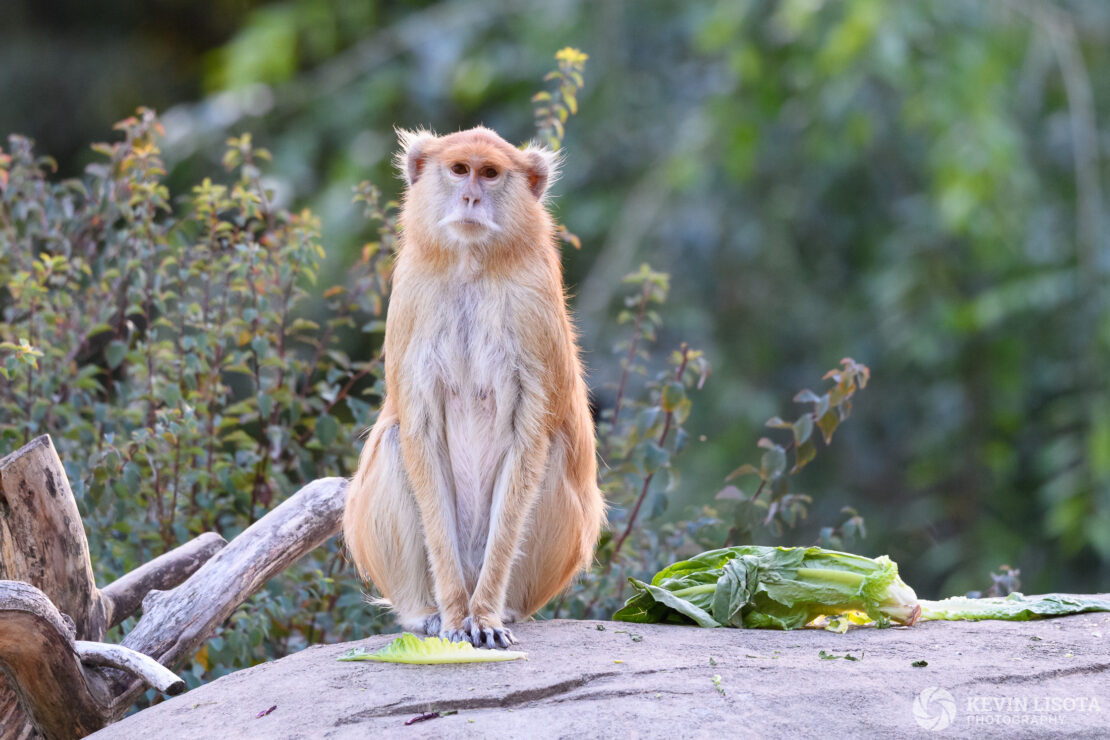 Patas Monkey - Woodland Park Zoo