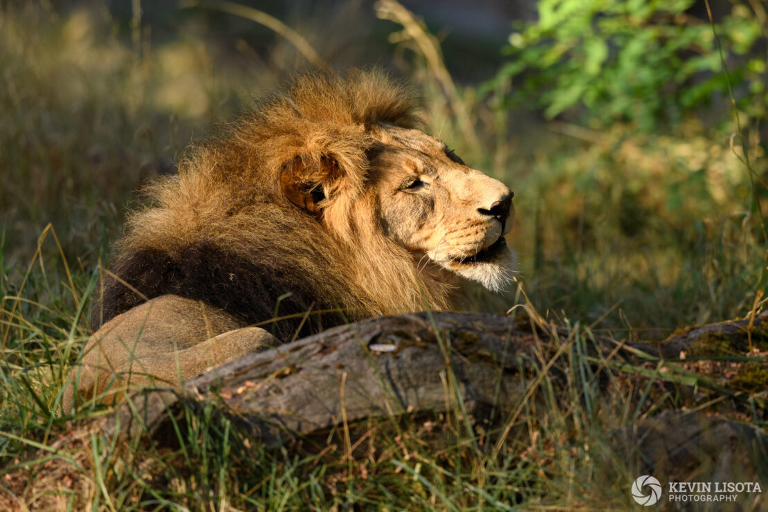 African Lion - Woodland Park Zoo