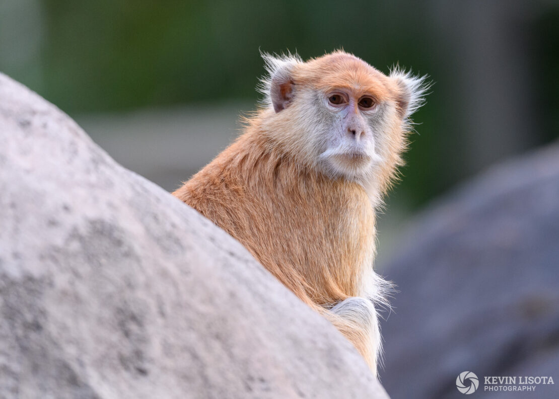 Patas Monkey - Woodland Park Zoo