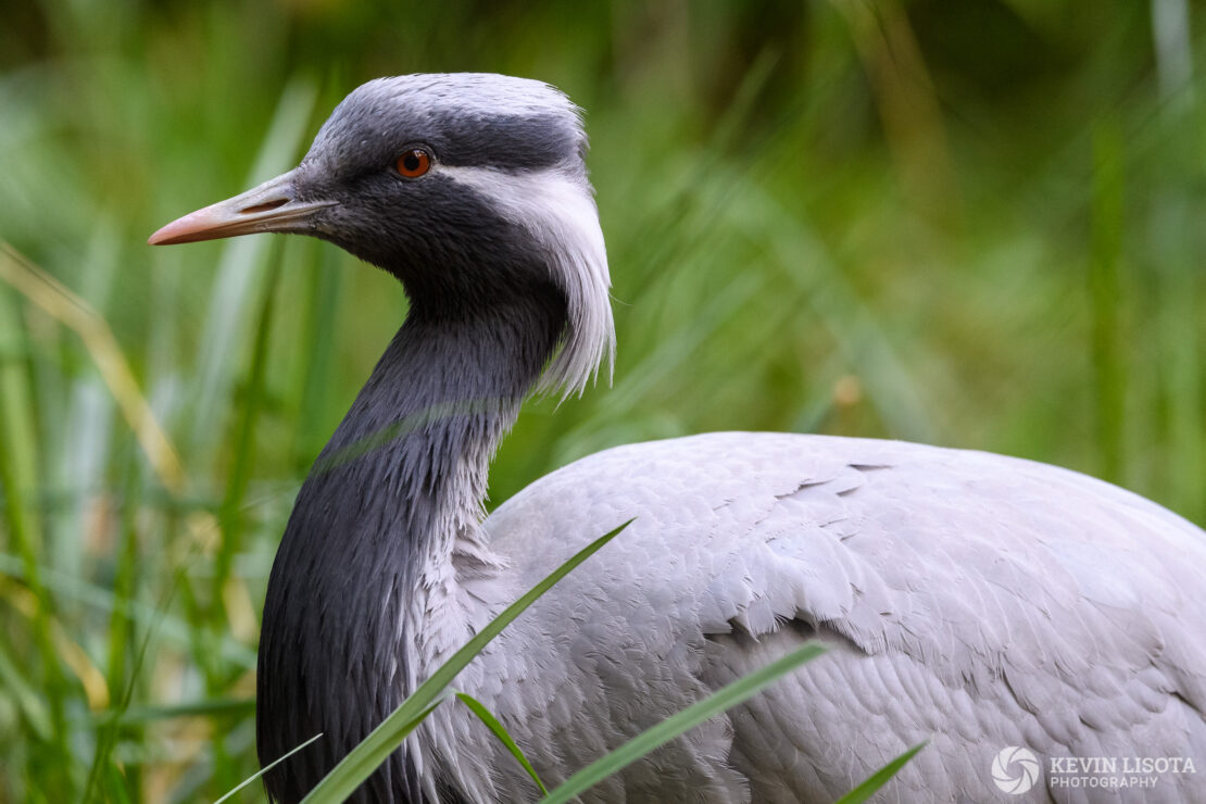 Demoiselle crane - Woodland Park Zoo