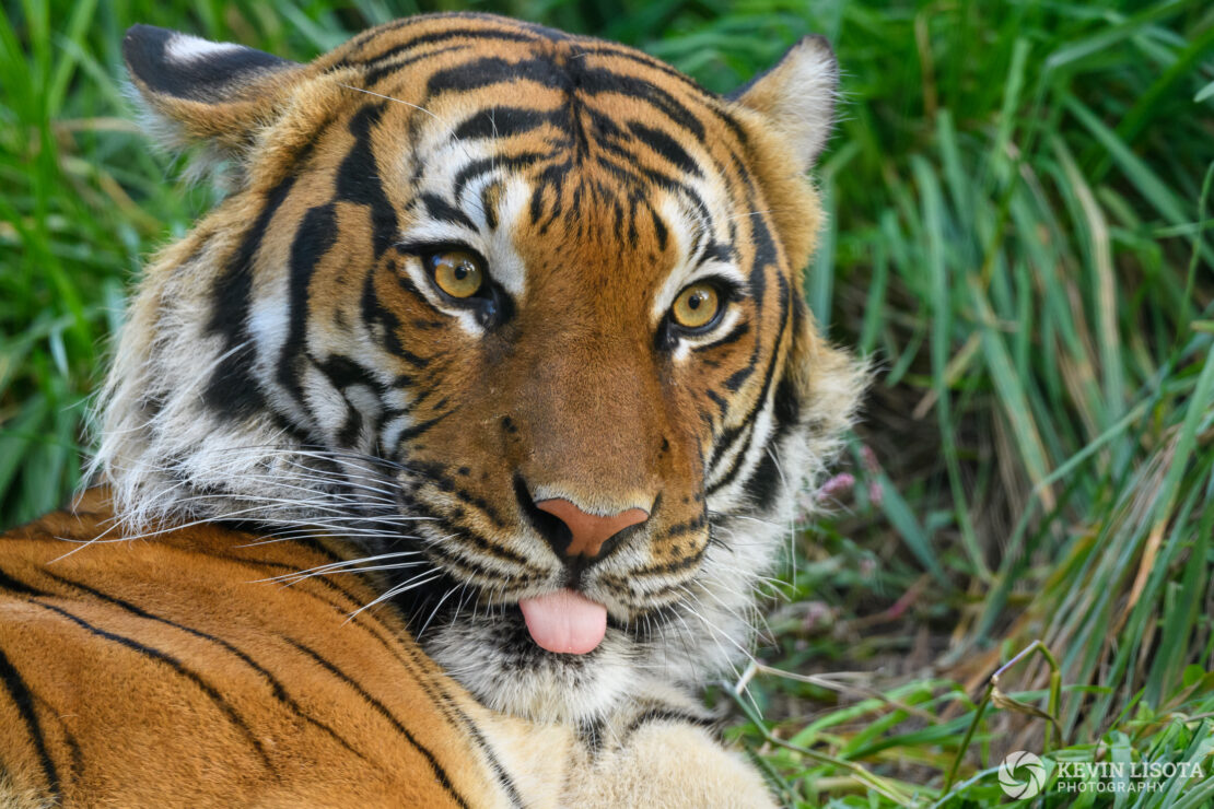 Malayan Tiger - Woodland Park Zoo