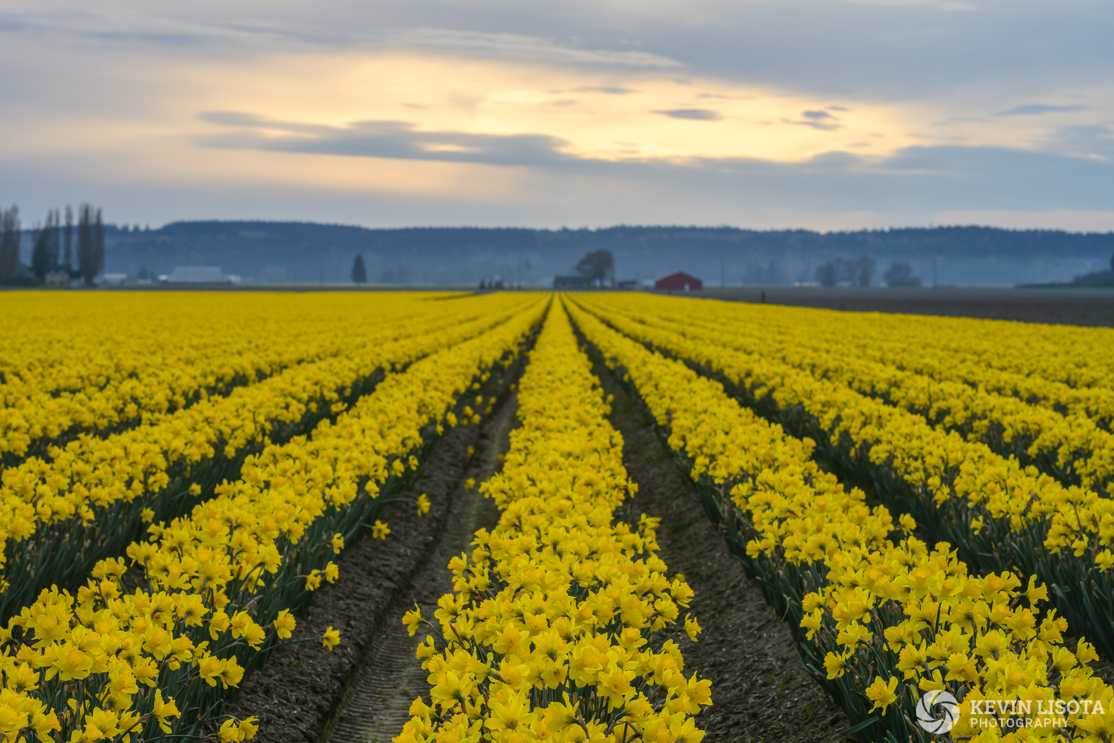 Daffodils at the Skagit Valley Tulp Festival 2019