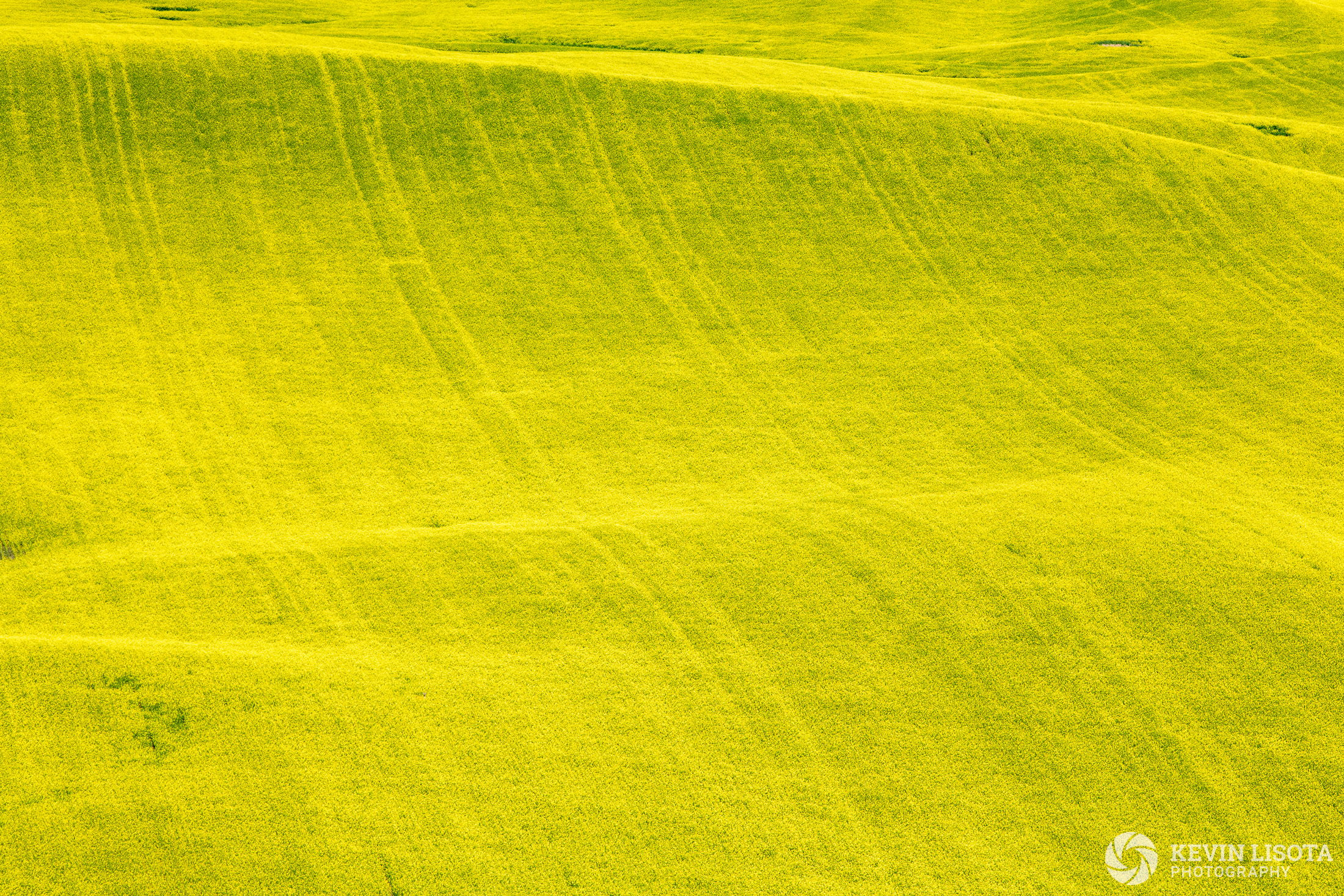 Patterns in the canola fields of the Palouse