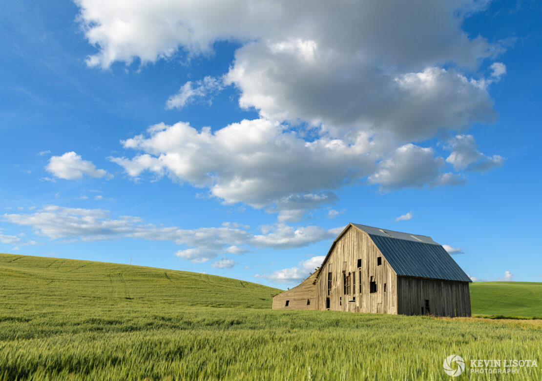 Old barn in wheat fields