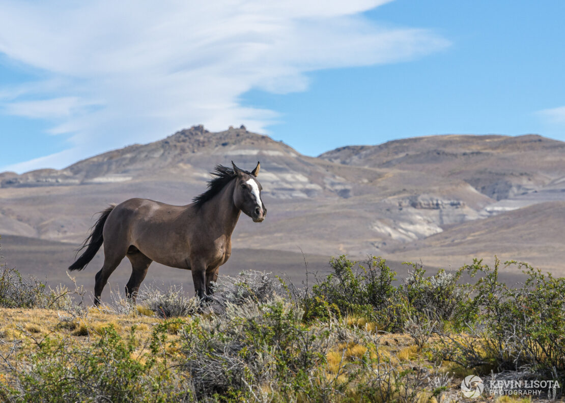 Horse in Patagonia