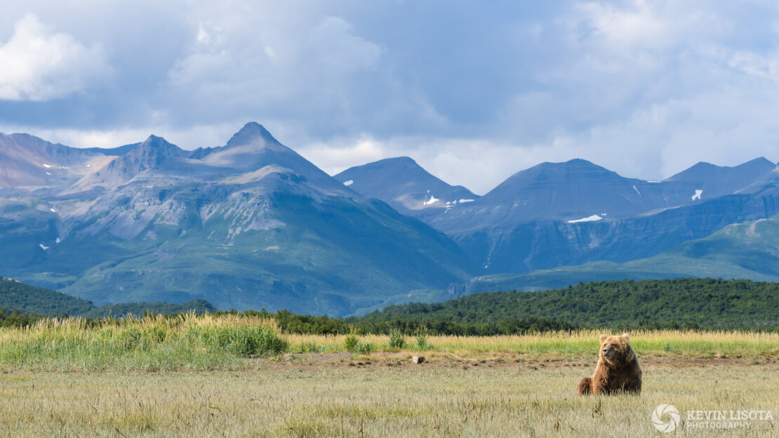 Brown bear in the meadows of Hallo Bay