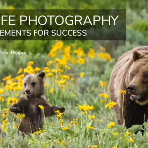 Wildlife Photography: Five Key Elements for Success