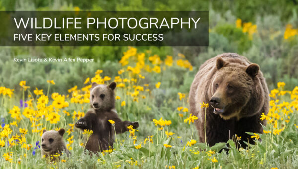 Wildlife Photography: Five Key Elements for Success