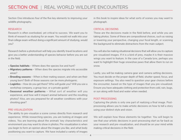 Wildlife Photography - Section One