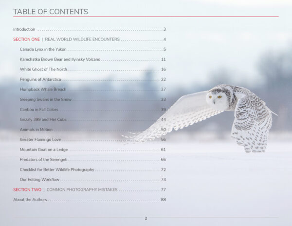 Wildlife Photography - Table of Contents