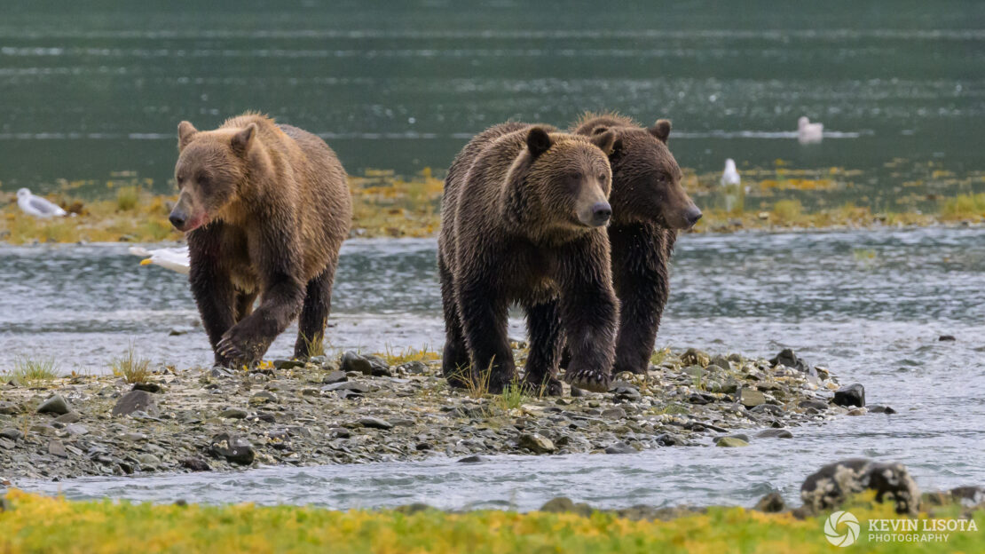 Brown bear sow and cubs in Katmai National Park