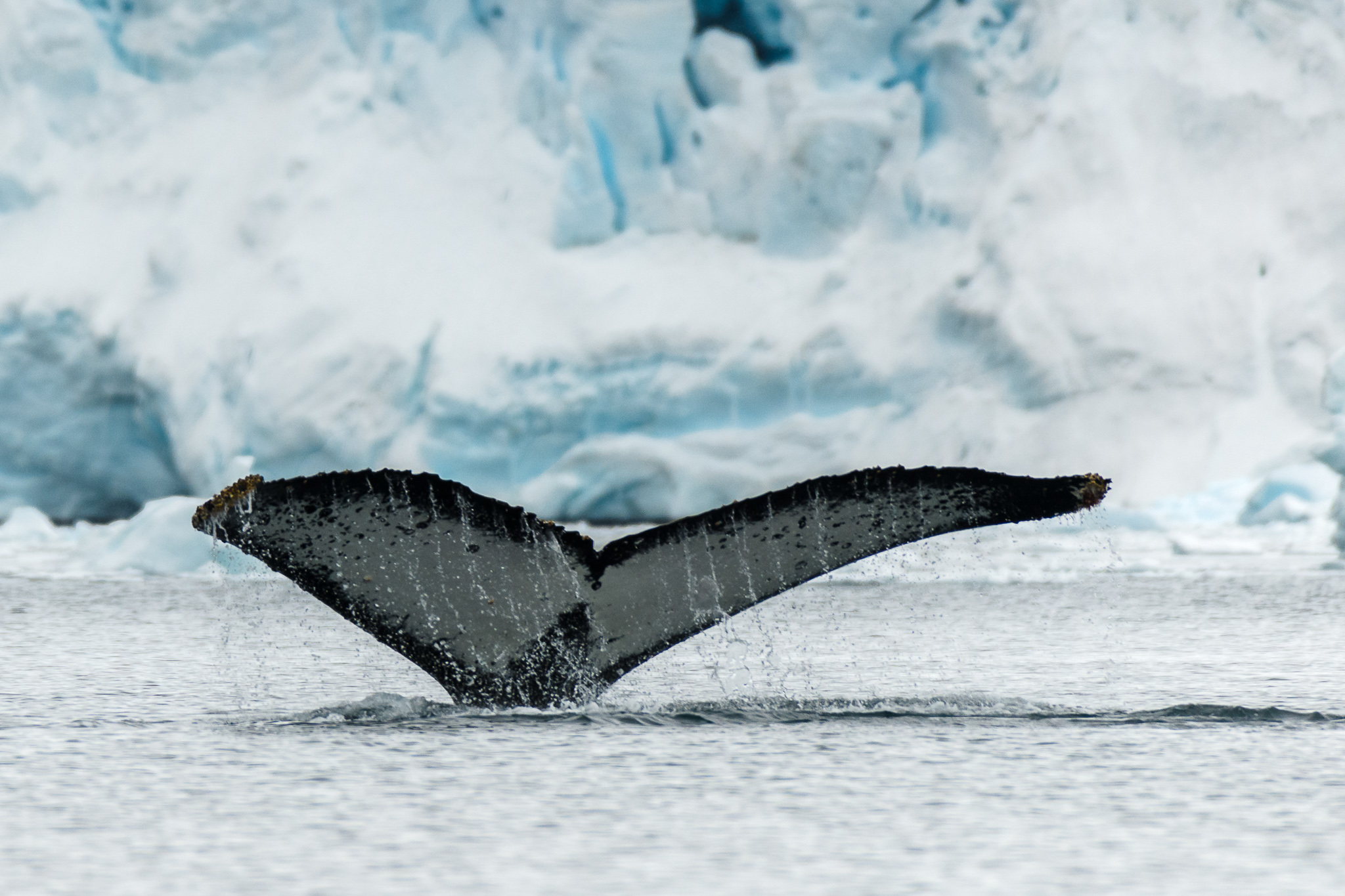 Whale fluke in front of glacial ice in Antarctica